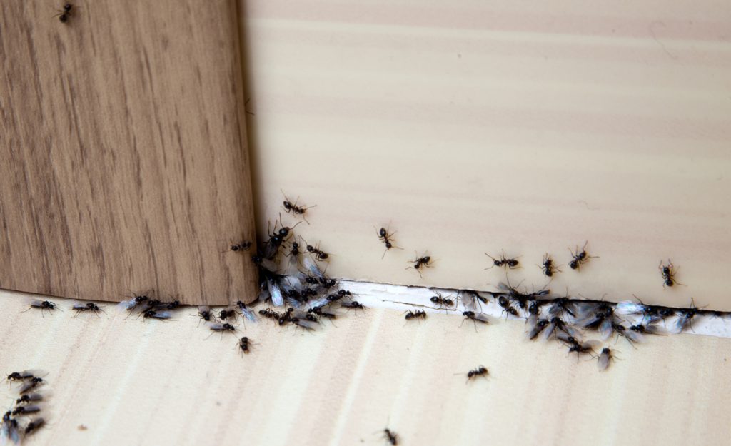 Come tenere lontani gli insetti dalla nostra abitazione